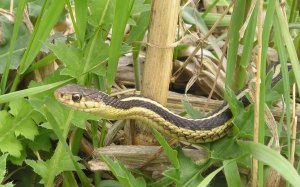 Garter_Snake