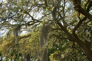 Spanish-moss