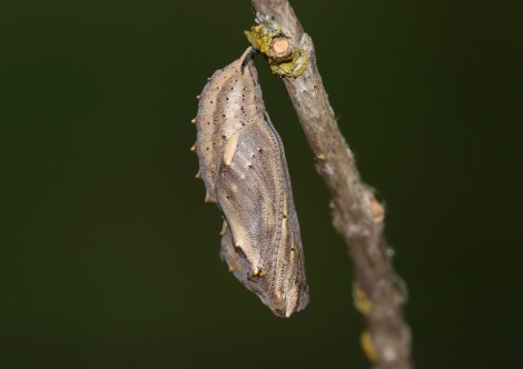 chrysalis