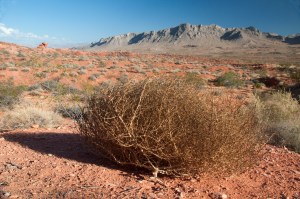 Tumbleweed