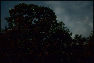 cjn1029-lfireflies-n6963