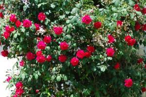 Rose-bush