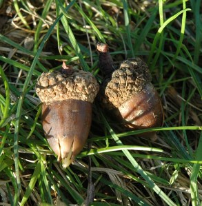 White_Oak-15_acorns