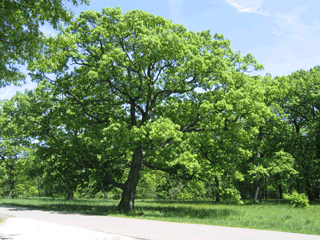 white_oak_5036-320