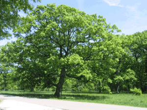 white_oak_5036-320