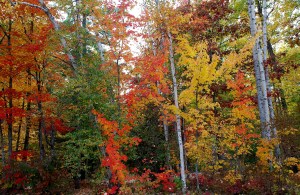 fall-foliage-2