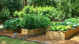 TotalChildCareVegetables7