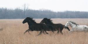 031311wildhorses_x