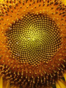george-grall-close-up-of-a-sunflower-showing-the-spiraling-center-filled-with-seeds