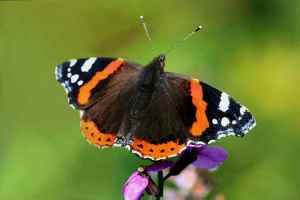 Red Admiral Butterfly