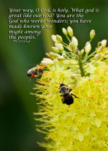 80a8523580822ed8e5556777b2c3a552