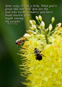 80a8523580822ed8e5556777b2c3a552