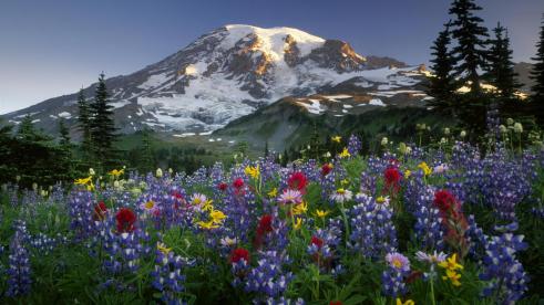 nature-mountin-flowers