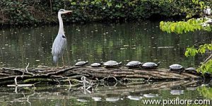 pixiflore_heron_cendre