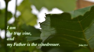 john15-1