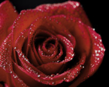 il_214x170.800880640_66un