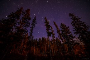 I am new to shooting at night but one of the things I loved about shooting at night in the forest is how camp fires light up the trees. The orange glow on these trees is from a camp fire about 200 meters away.