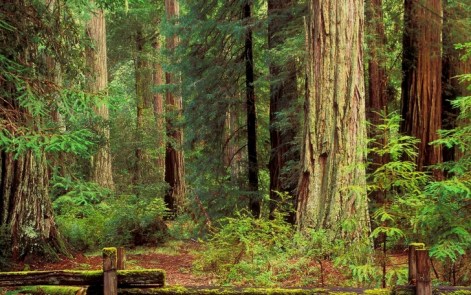 trees forest 1600x1000 wallpaper_www.wallpaperfo.com_41