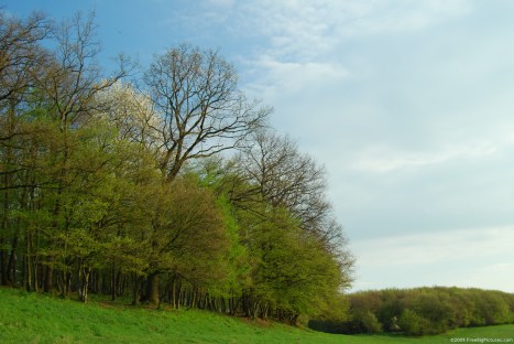 spring-forest