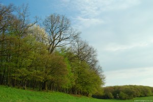 spring-forest