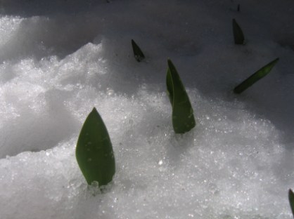tulip-spears-in-snow