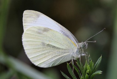 white butterfly