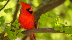 northern-cardinal-tree-branches