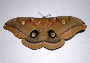 4645640712_61d3010e06_b