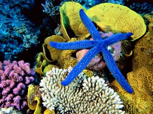 blue_starfish_wallpaper_-_1024x768