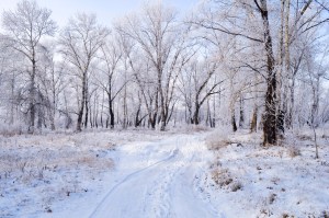 winter-landscape-1352712955hmp