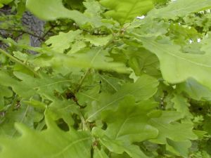 2202-closeup-of-green-tree-leaves-pv
